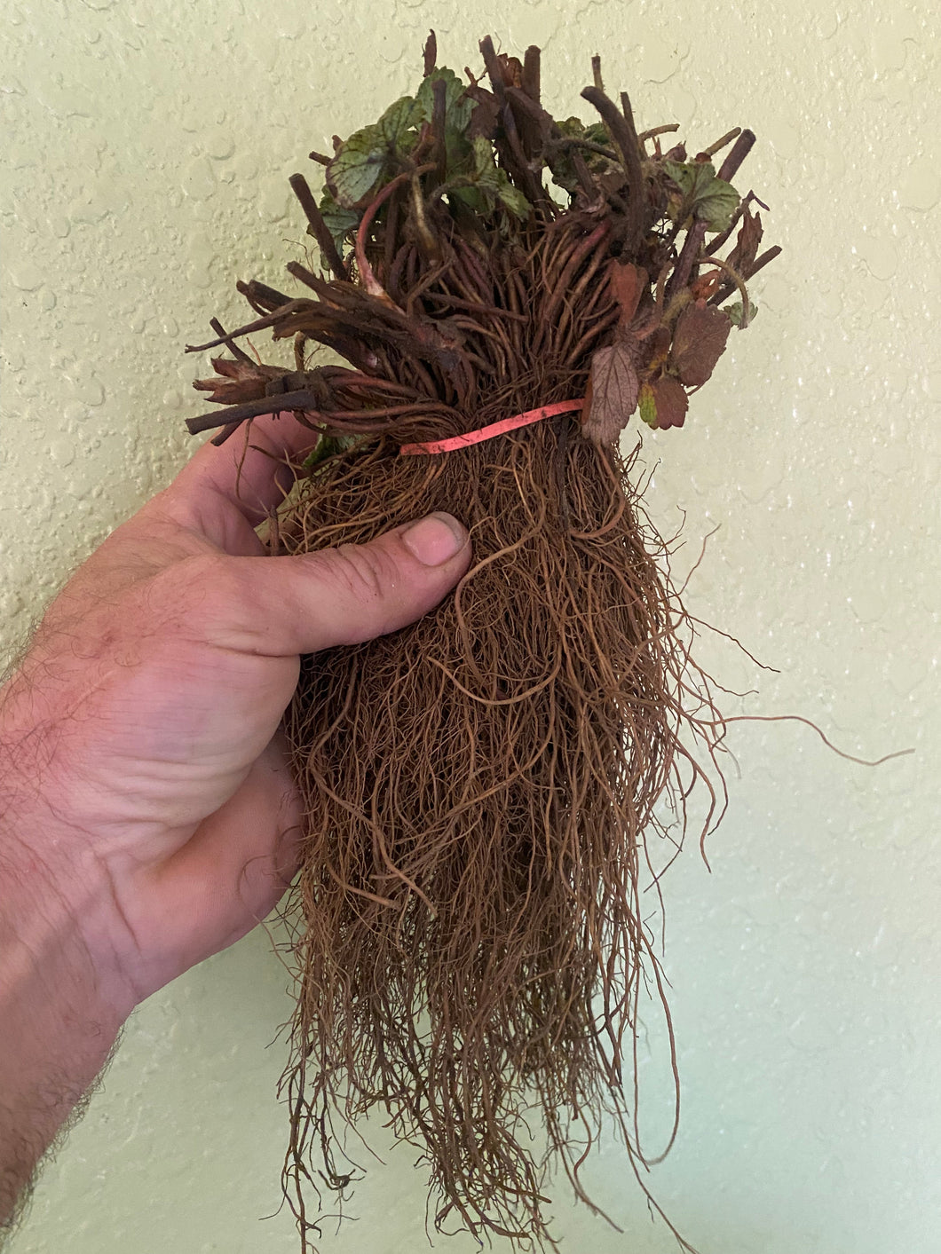 Jewel bare root strawberry bundle