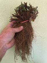 Mara Des Bois bare root strawberry bundle