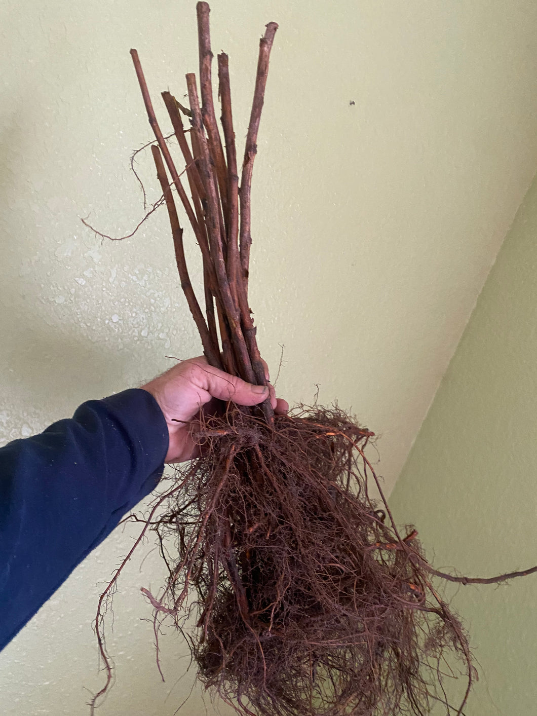 Raspberry Bare root live plant 