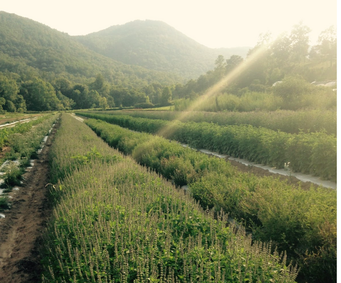 Pick Your Own Herbs!